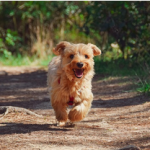 Dog Poop Pickup in Macomb Michigan