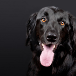 Dog Poop Pickup in Macomb Michigan