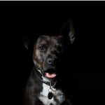 Dog Poop Pickup in Macomb Michigan