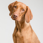 Dog Poop Pickup in Macomb Michigan