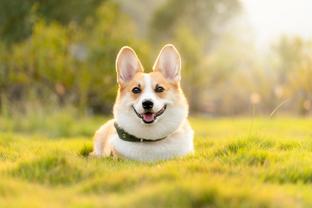 Dog Poop Pickup in Macomb Michigan