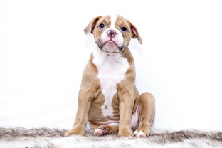 Dog Poop Pickup in Macomb Michigan
