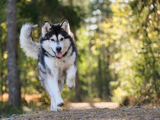 Dog Poop Pickup in Macomb Michigan
