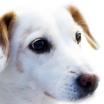 Dog Poop Pickup in Macomb Michigan