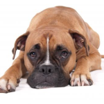 Dog Poop Pickup in Macomb Michigan